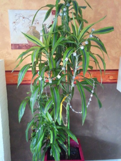 201112tqcxx.jpg