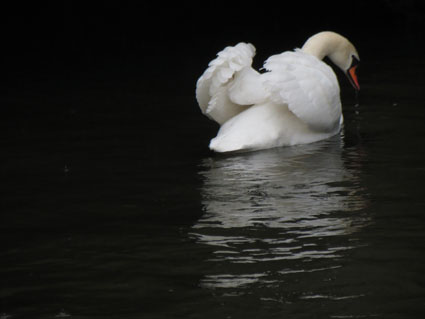 cygne3e2f5a.jpg