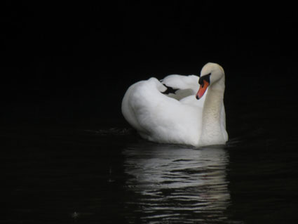 cygne4ea6ea.jpg