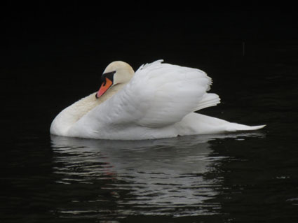 cygne6d2184.jpg