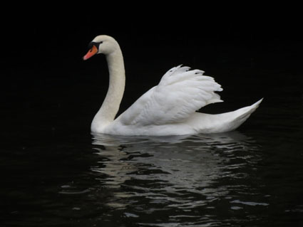 cygne7659e.jpg