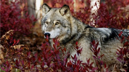 autumnwolf.jpg