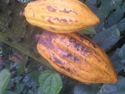cacao.jpg