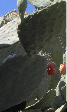 cactus.png