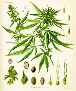 cannabissa.jpg