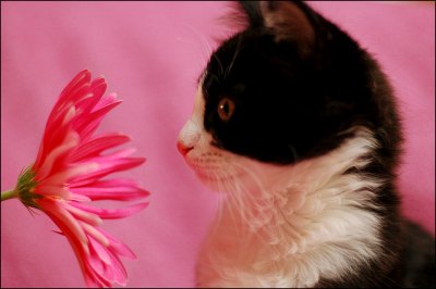 catonpinkb.jpg
