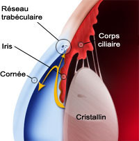 glaucomeou.jpg