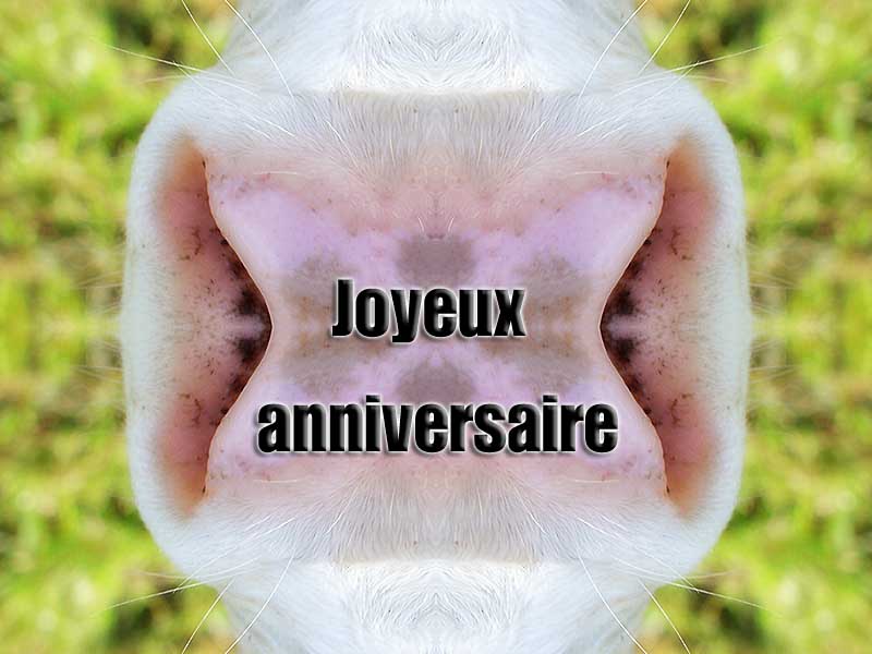 joyeuxanni.jpg