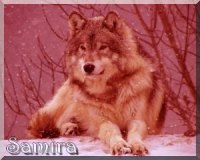 loup2.jpg
