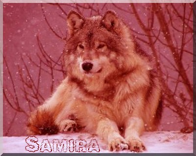 loup2b.jpg