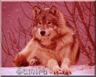 loup2gng.jpg