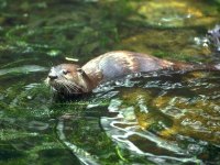 loutre2.jpg