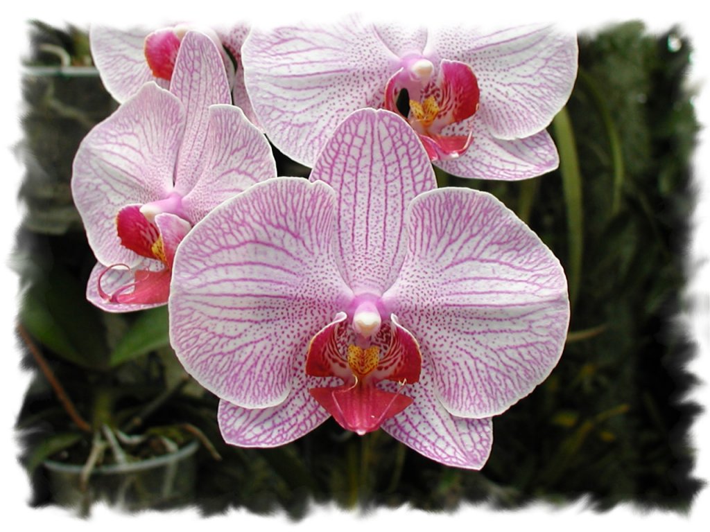 orchidee20.jpg