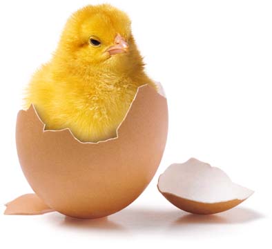 poussinn.jpg