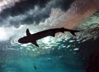 requin.jpg