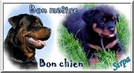 rott1vmv.jpg