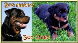 rott2qyq.jpg