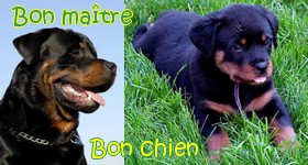 rott3.jpg