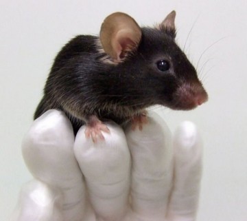 souris.jpg