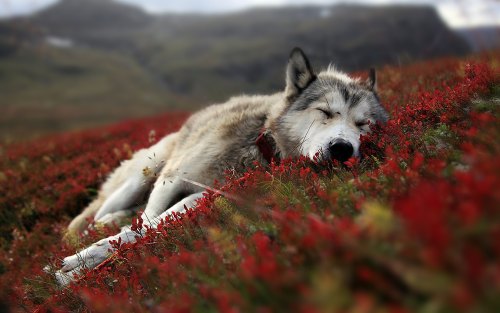 wolfwallpa.jpg
