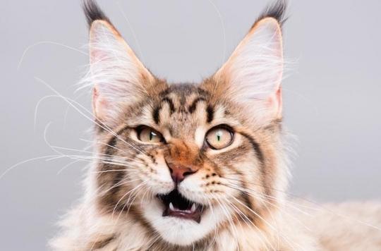 Troubles cognitifs, cancer, Alzheimer : les anti-puces sont dangereux pour la santé des enfants