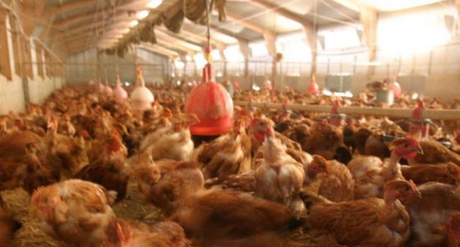 Un élevage géant de 185 000 poules soupçonné de causer des cancers dans un village du Tarn
