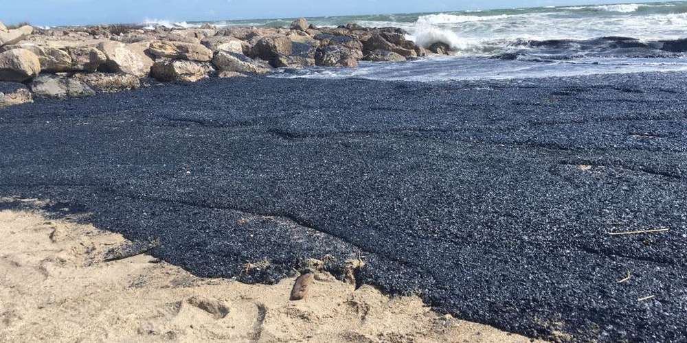 Vidéo. Des milliards de méduses violettes envahissent les plages de Palavas