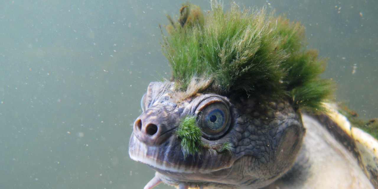 Une tortue australienne punk classée parmi les reptiles menacés