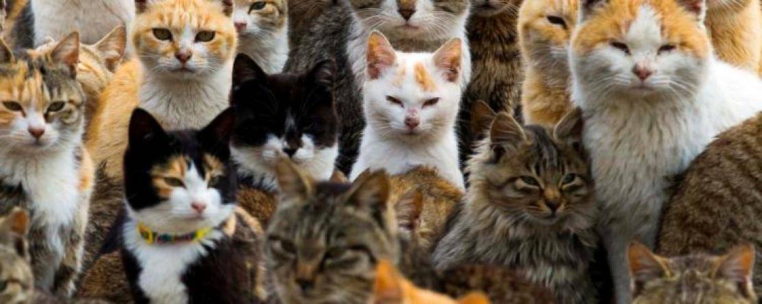 Les chats sauvages envahissent le Mont-Saint-Michel