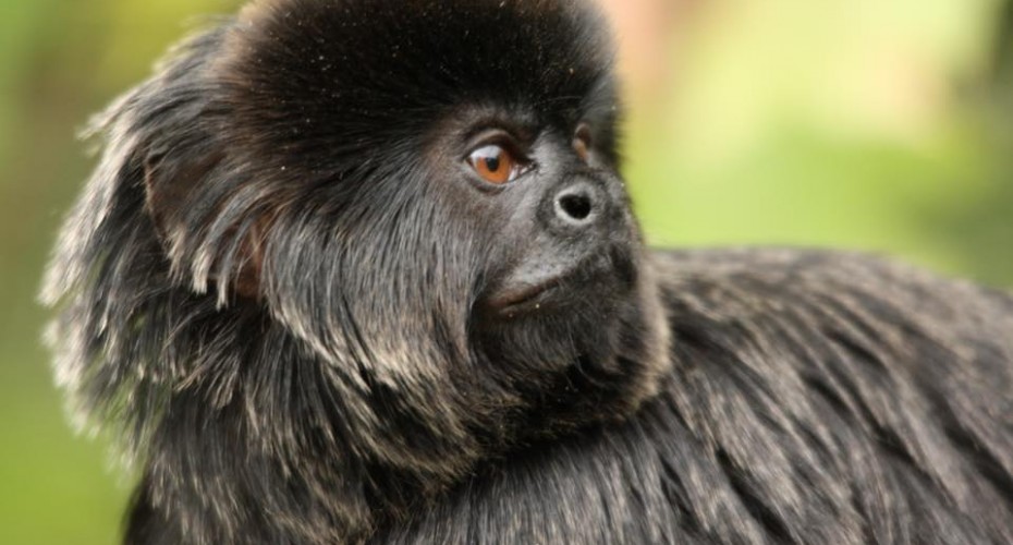 Vendée : le singe volé vendredi dans un zoo est en danger de mort