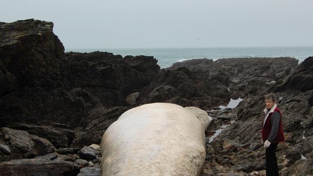 Trois baleines et des bébés phoques échoués en Bretagne Sud